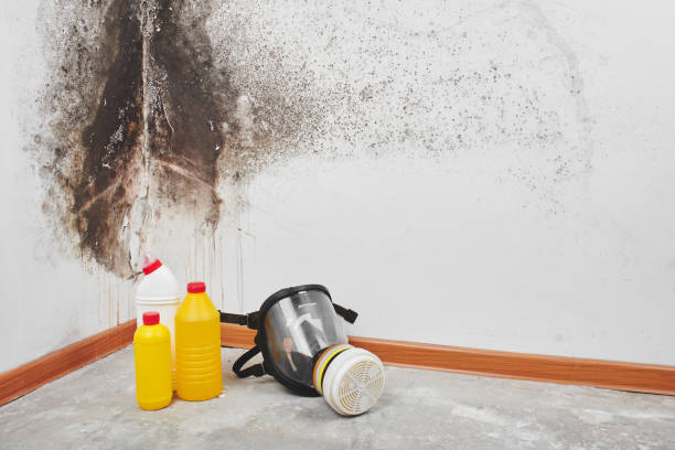 Best Commercial Mold Removal  in , MA