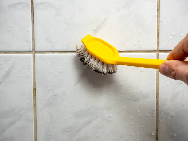 Best Professional Mold Removal  in , MA
