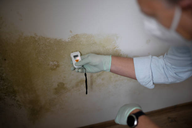 Best Local Mold Removal Service  in , MA