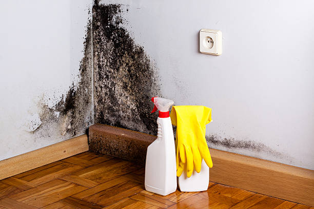 Best Affordable Mold Removal  in , MA